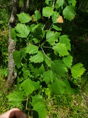 Crataegus viridis