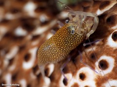 Gnathophyllum elegans