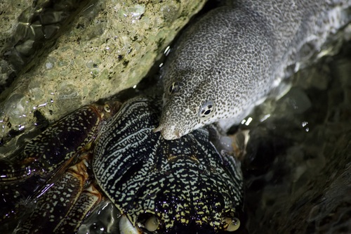 Bar-cheeked eel (Gymnothorax pictus) — Muraenidae — 3