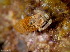 Gnathophyllum elegans