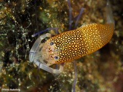 Gnathophyllum elegans