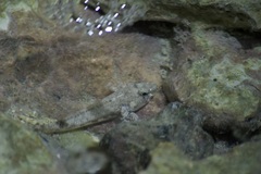 Bathygobius coalitus