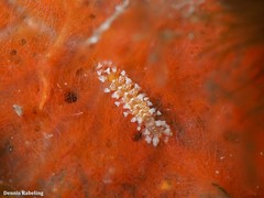 Amblyosyllis spectabilis