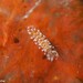 Amblyosyllis spectabilis - Photo (c) Dennis Rabeling, μερικά δικαιώματα διατηρούνται (CC BY-NC-ND), uploaded by Dennis Rabeling
