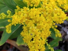Solidago azorica