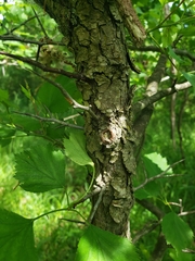 Crataegus viridis