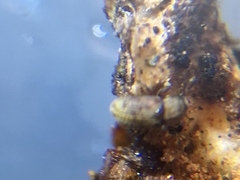 Chaetoptelius mundulus