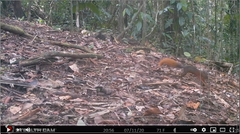 Sciurus granatensis