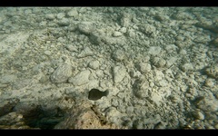 Canthigaster amboinensis