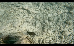 Canthigaster amboinensis