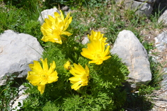Adonis pyrenaica