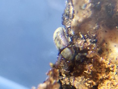 Chaetoptelius mundulus