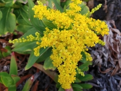 Solidago azorica