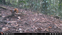 Sciurus granatensis