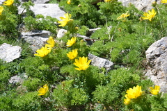 Adonis pyrenaica