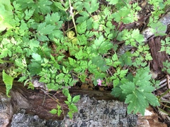 Geranium robertianum