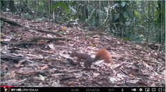 Sciurus granatensis