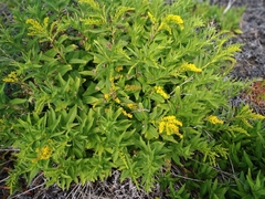 Solidago azorica