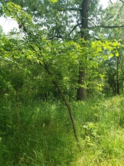 Crataegus viridis