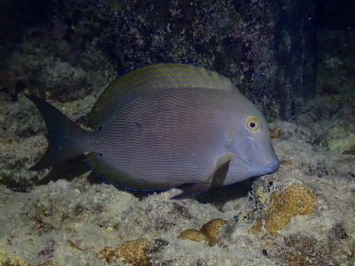 Blueline Surgeonfish (Acanthurus nigroris) · iNaturalist