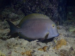 Acanthurus nigroris