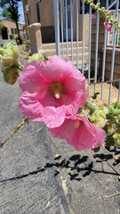Alcea rosea
