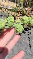 Alcea rosea