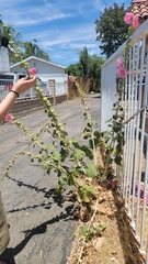 Alcea rosea