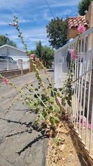 Alcea rosea