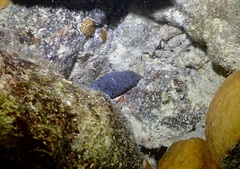 Holothuria difficilis