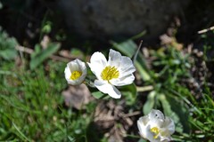 Ranunculus amplexicaulis
