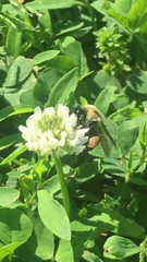 Bombus griseocollis