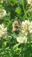 Bombus griseocollis