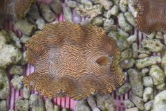 Tridacna derasa