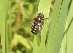 Sericomyia transversa
