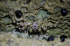 Pachygrapsus plicatus