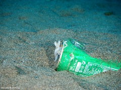 Amphioctopus burryi