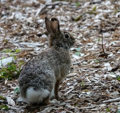 Sylvilagus floridanus