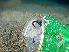 Amphioctopus burryi