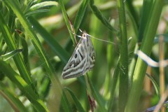 Loxostege aeruginalis