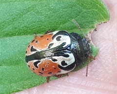 Calligrapha rowena