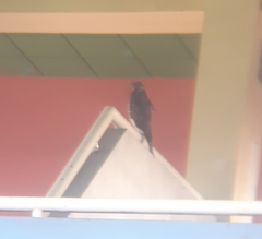 Parabuteo unicinctus unicinctus