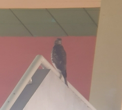 Parabuteo unicinctus unicinctus