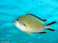 Chromis limbata