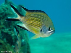 Chromis limbata