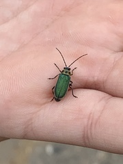 Trirhabda flavolimbata