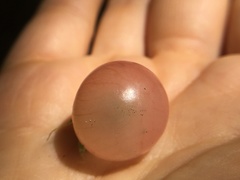 Amphibolips nubilipennis