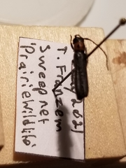 Oberea perspicillata