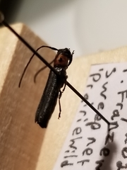 Oberea perspicillata