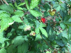 Rubus spectabilis